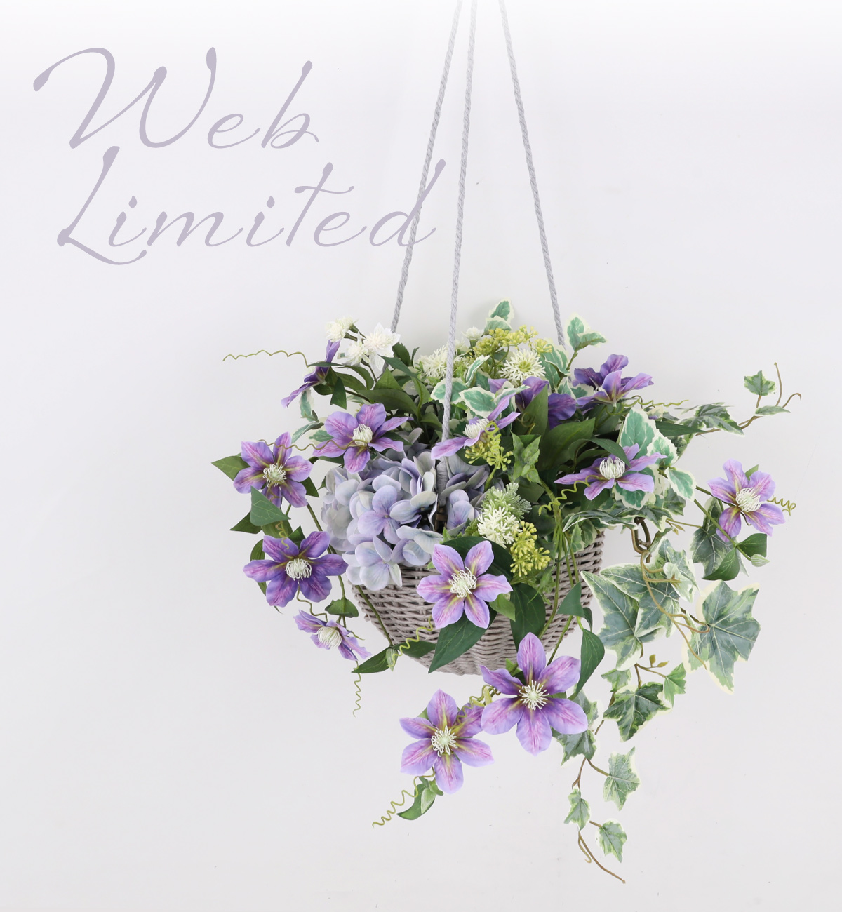 WEB限定[560]