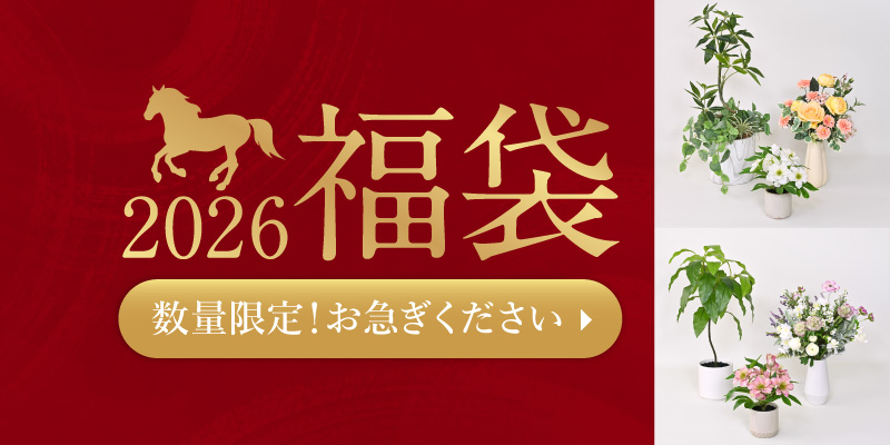 2026年福袋