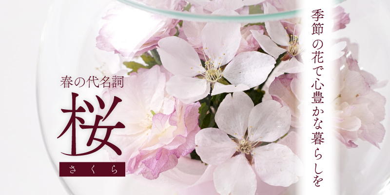 春の代名詞「桜」