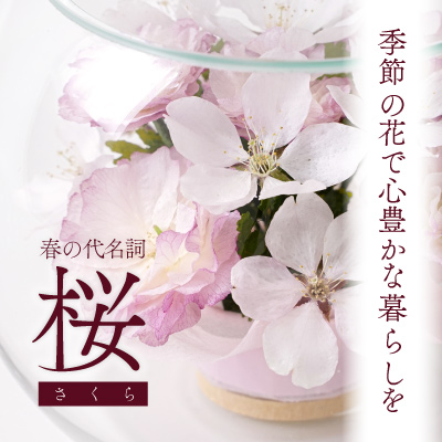 《数量限定》毎年人気の桜コレクション入荷