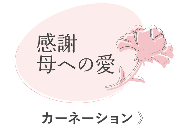 カーネーション