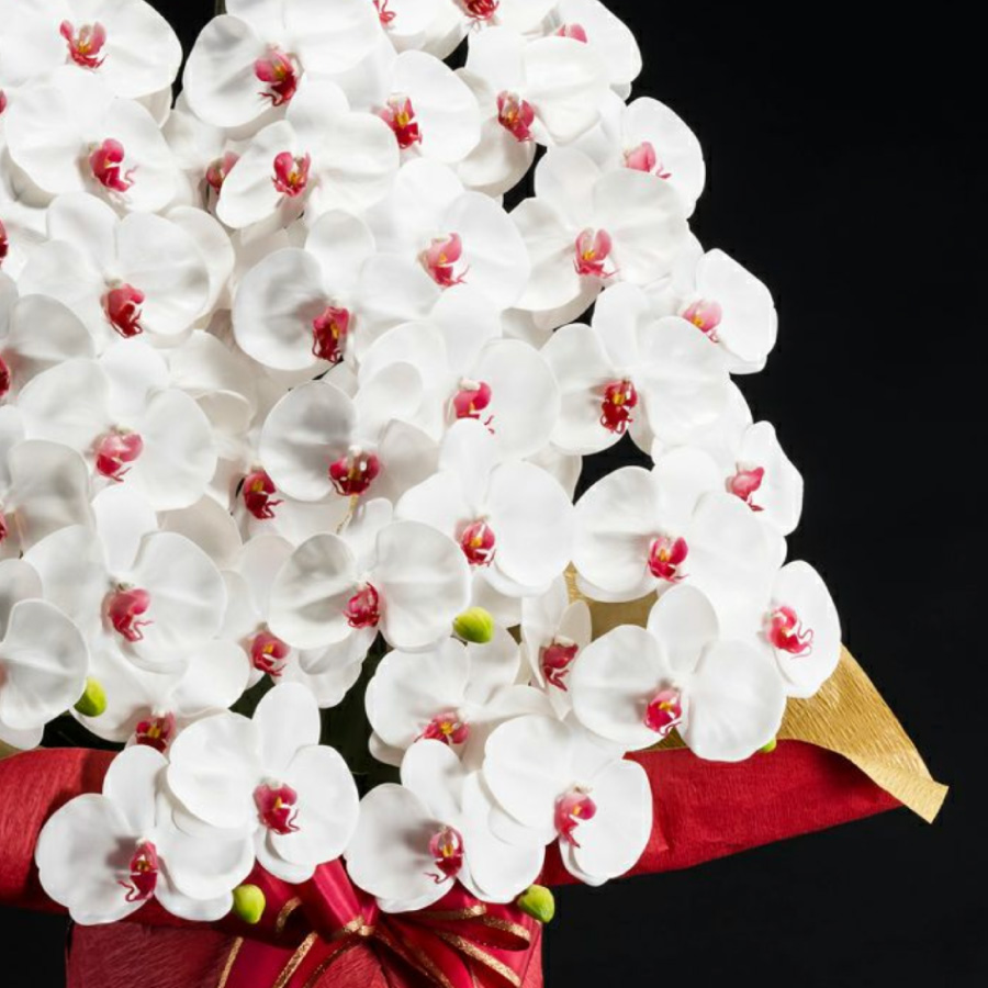 はくらん イメージ画像