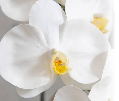 はくらん 大輪の胡蝶蘭