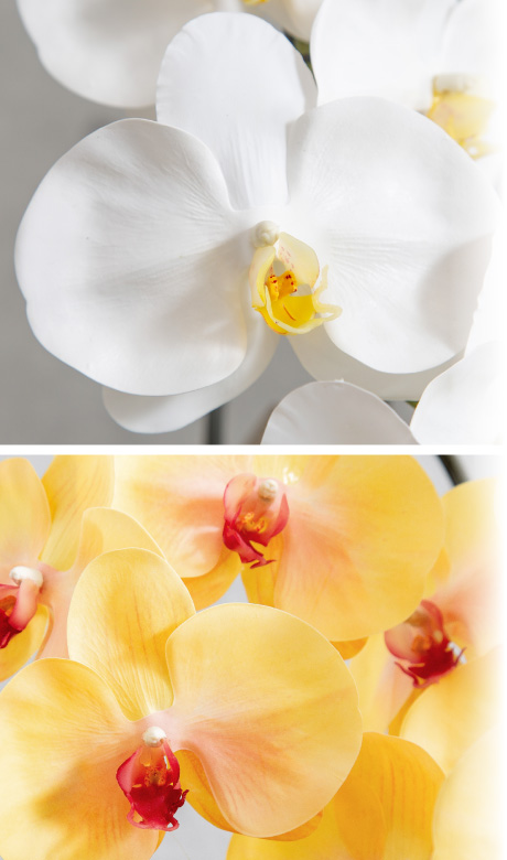 はくらん 大輪の胡蝶蘭