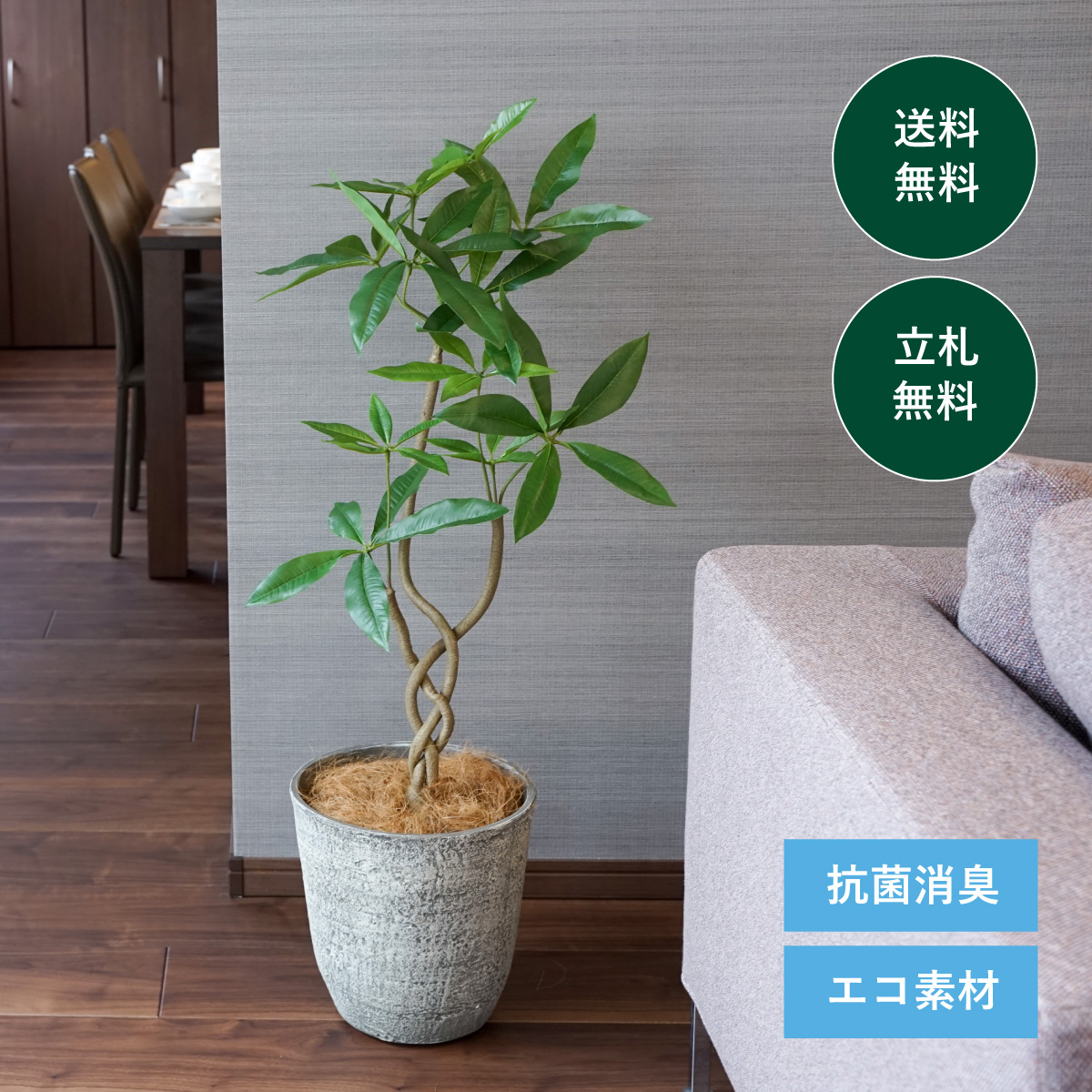 あらゆる業種におすすめ パキラ