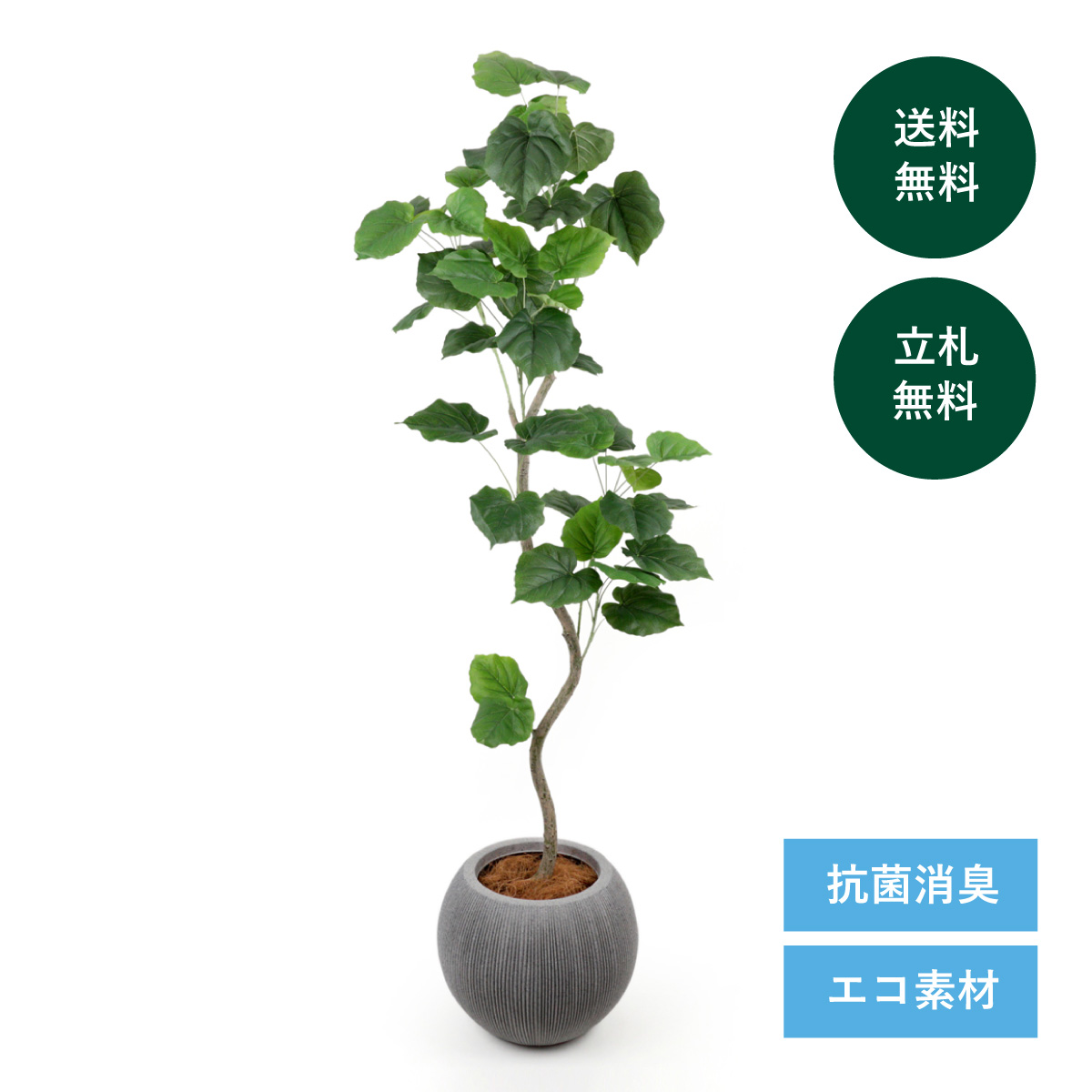 クリニック・病院におすすめ ウンベラータ