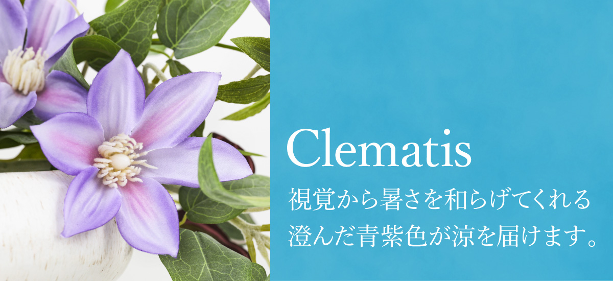 夏ギフトに人気の花「クレマチス」