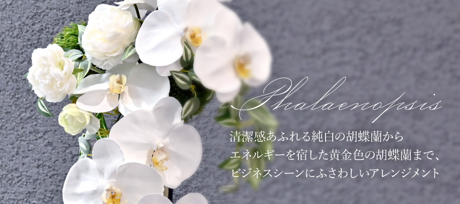 夏ギフトにおすすめの胡蝶蘭