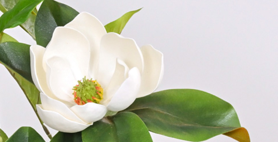 マグノリアのアップ画像