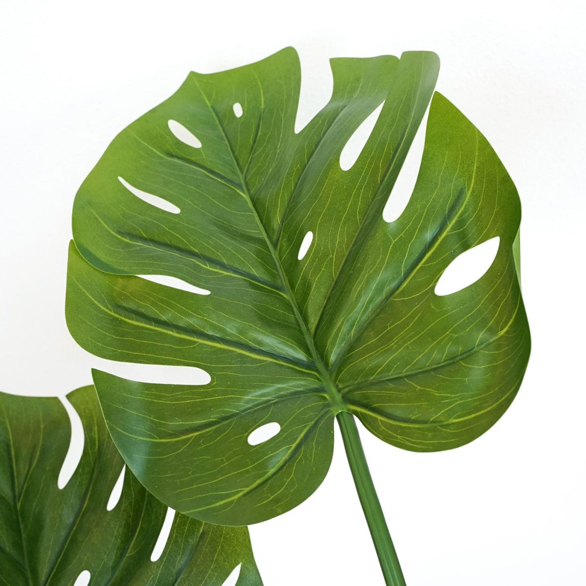 モンステラ　インテリアグリーン[71]