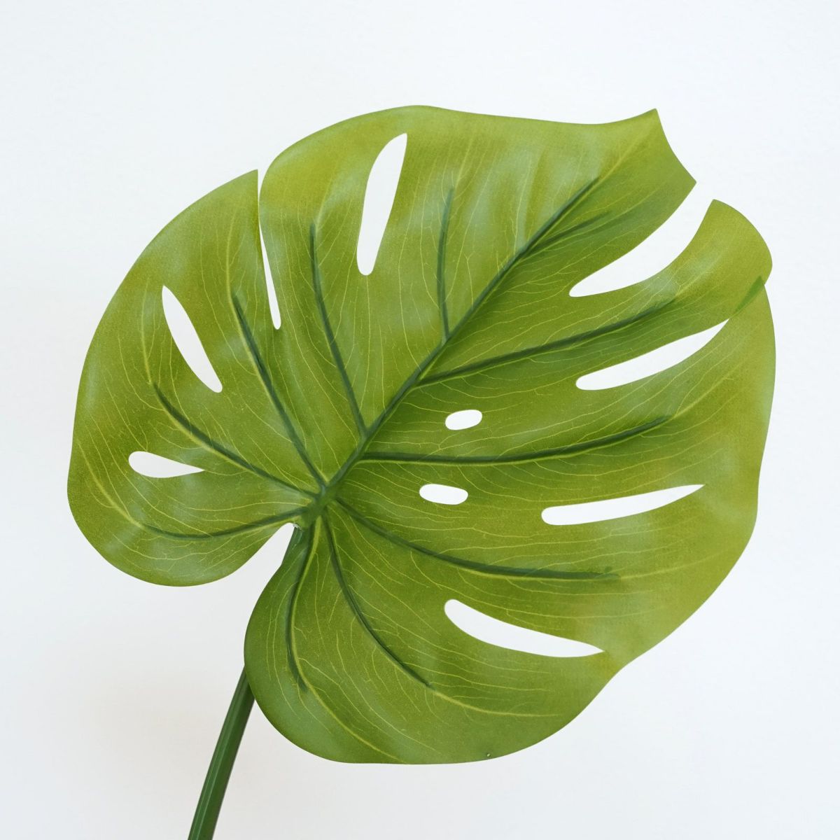 モンステラ　インテリアグリーン[71]