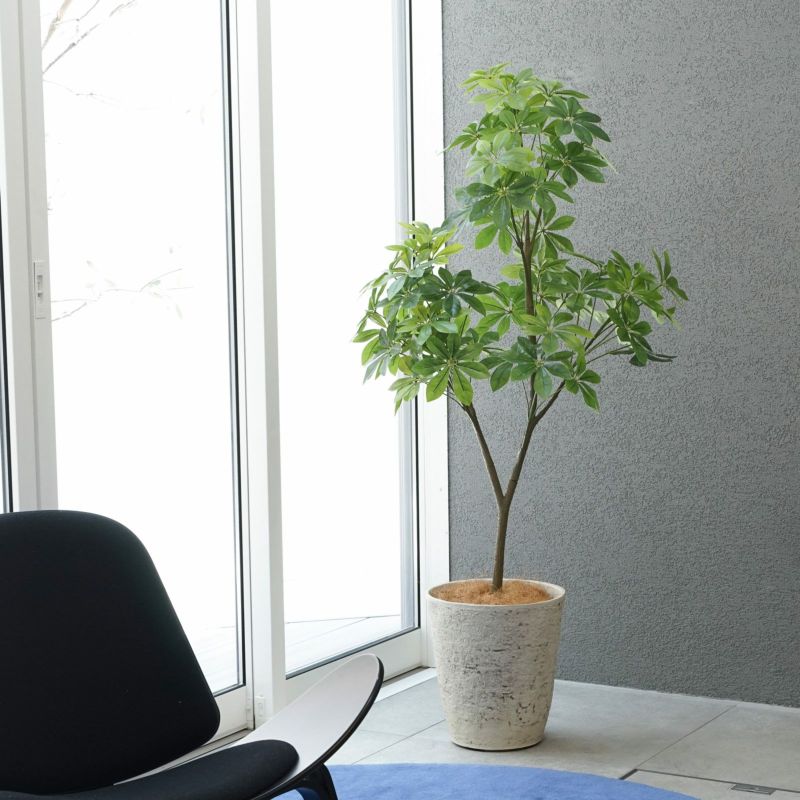 現品　シェフレラ　気根　4番　曲がり　観葉植物　人気　インテリアグリーン　斑入り 現品 シェフレラ 気根 4番 曲がり 観葉植物 人気 インテリア