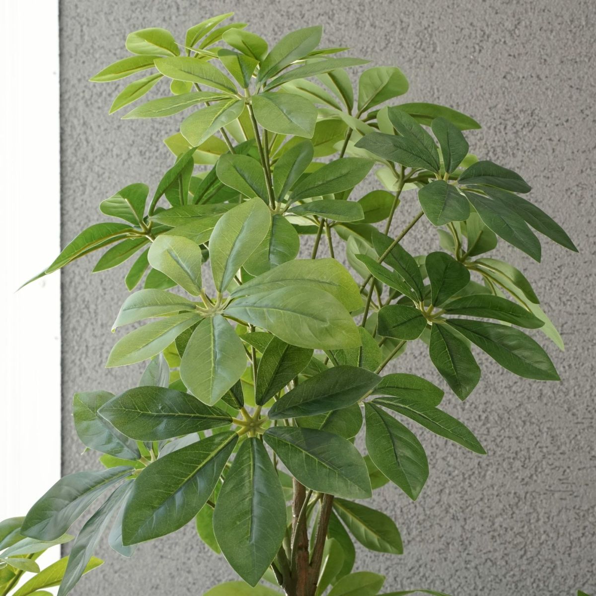 《高さ３段階調節OK》 シェフレラ インテリアグリーン[90]