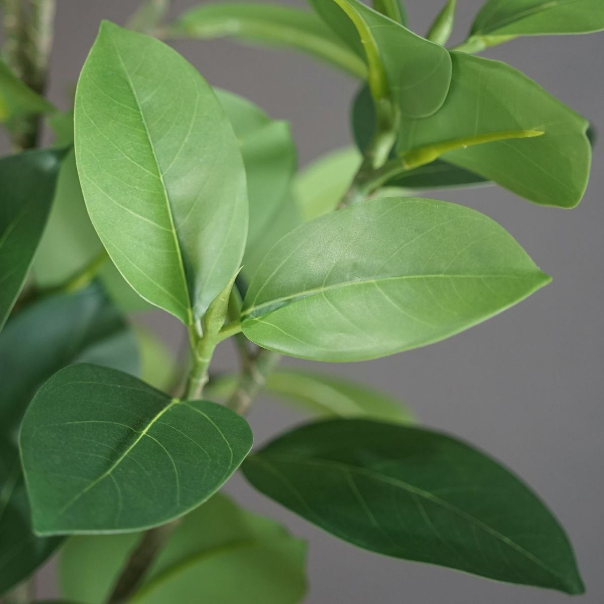 《高さ３段階調節OK》 フィカスソフィア インテリアグリーン[89]