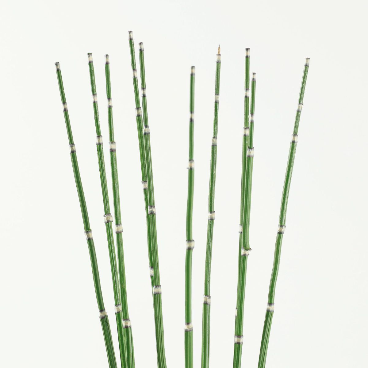 《信楽焼コレクション》パフィオアレンジ[04]BA