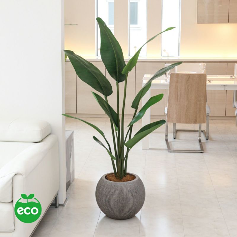 オーガスタ フェイクグリーン[100] BA