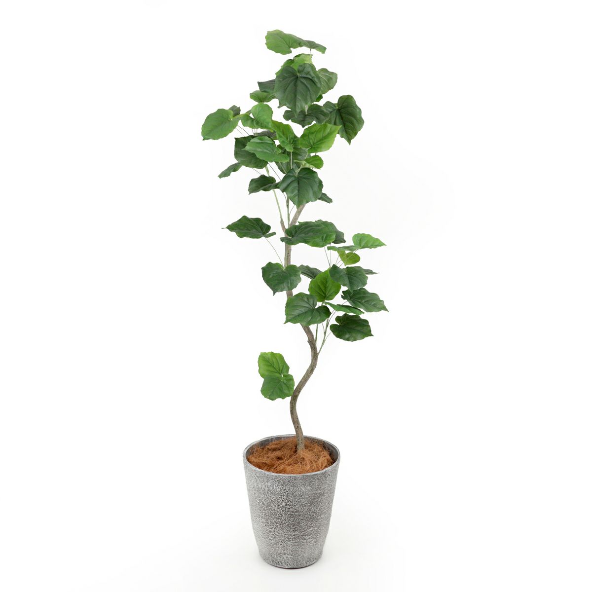 ツイストウンベラータ フェイクグリーン [106] BA