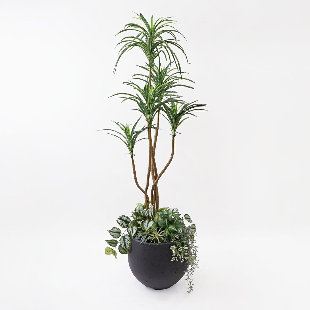 観葉植物 ユッカ 観葉植物 ユッカ 育て方 | 観葉植物 販売のアンジェリック