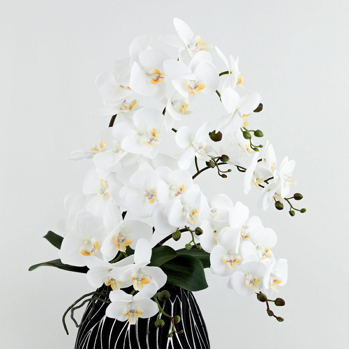 ファレノプシス アレンジメント [77E]