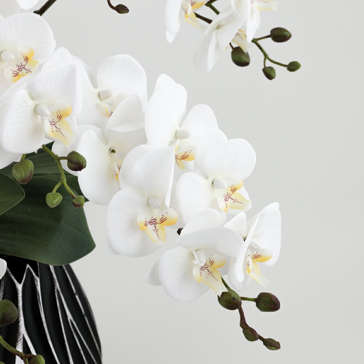 ファレノプシス アレンジメント [77E]