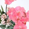 胡蝶蘭 アレンジメント [03] BA