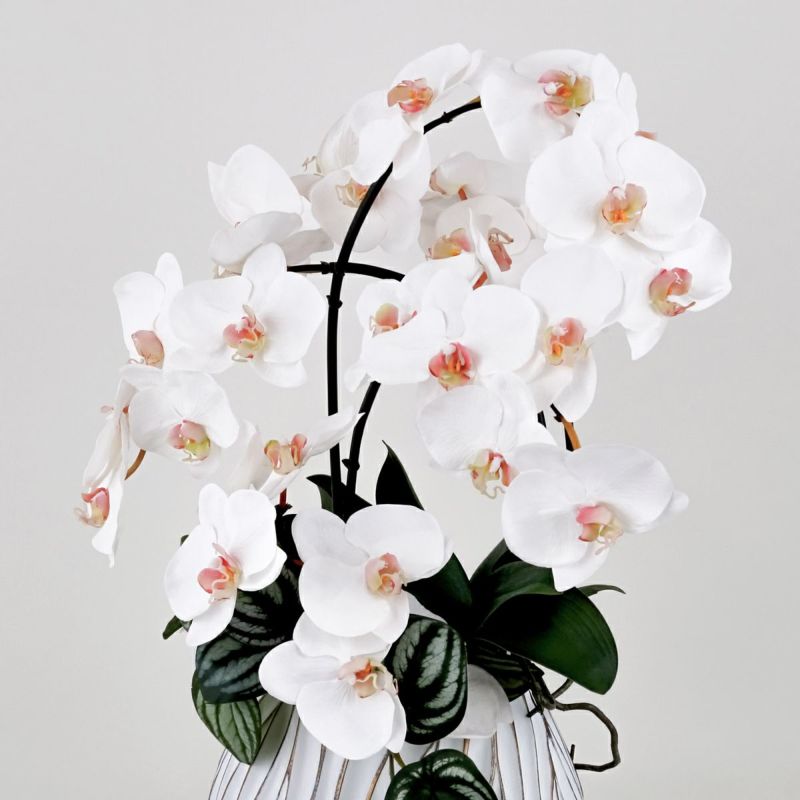 胡蝶蘭 アレンジメント [05A] BA