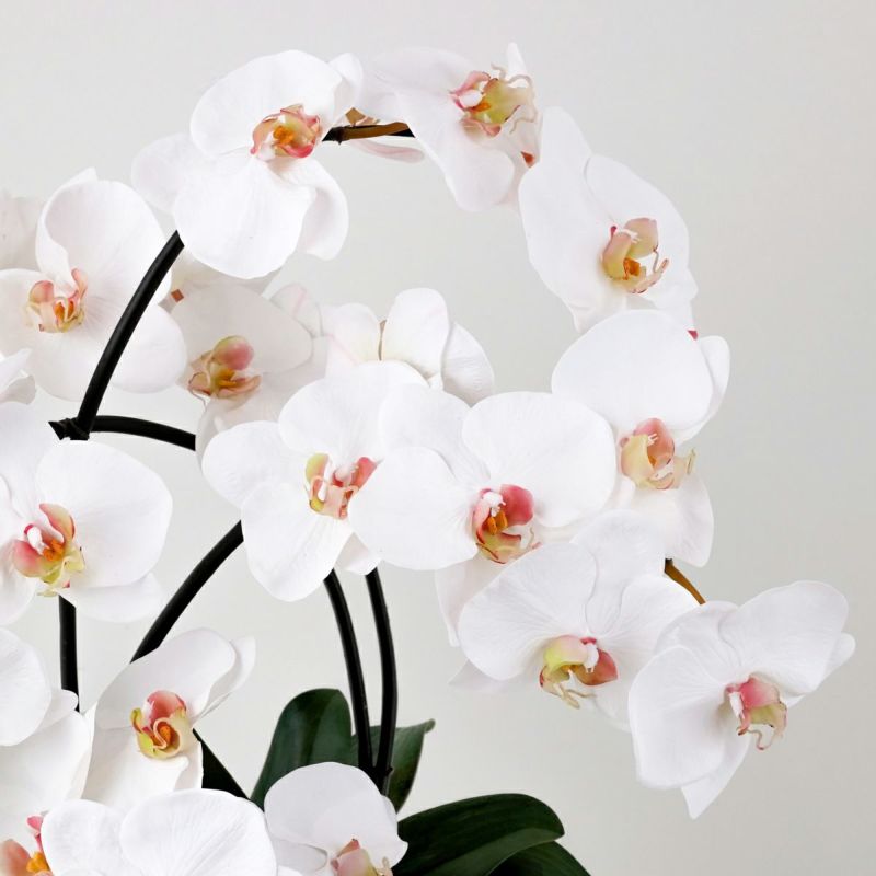 胡蝶蘭 アレンジメント [05A] BA