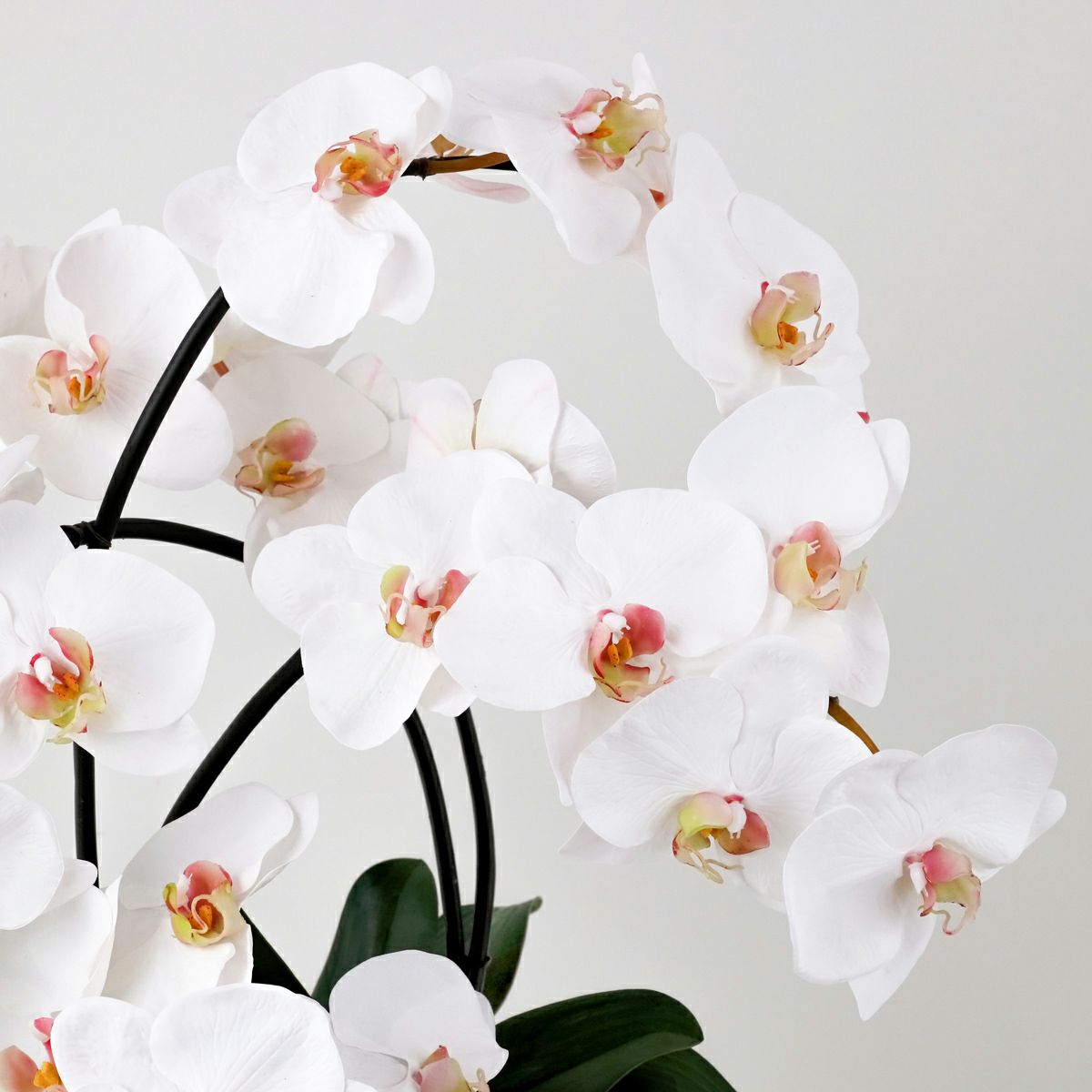 胡蝶蘭 アレンジメント [05A] BA