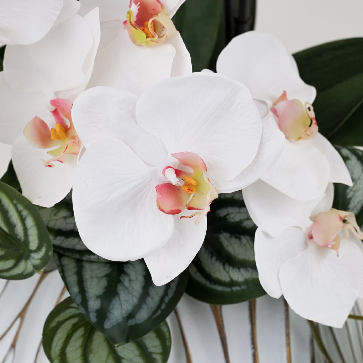 胡蝶蘭 アレンジメント [05A] BA