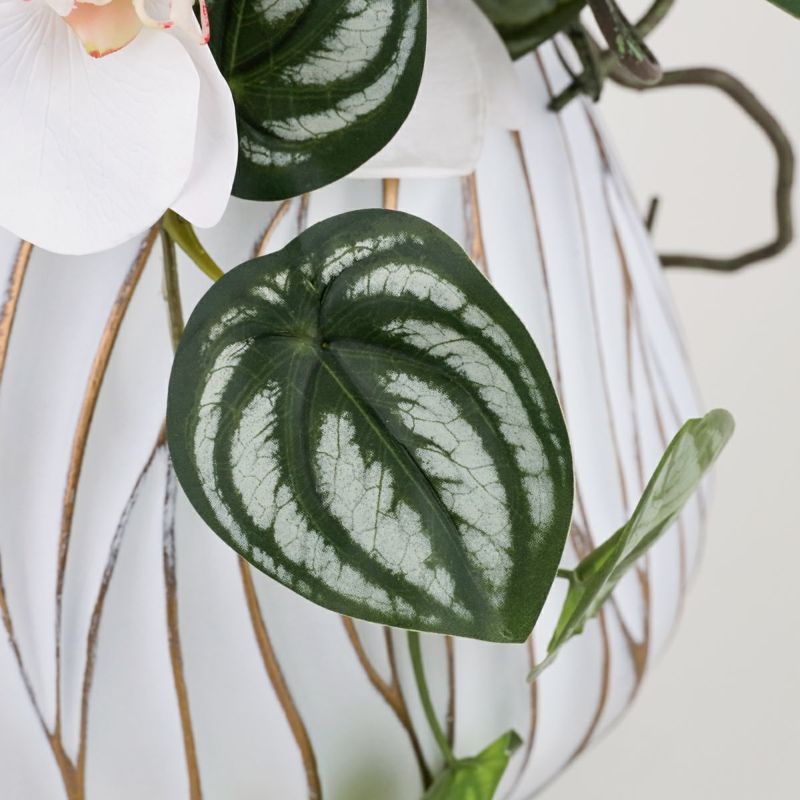 胡蝶蘭 アレンジメント [05A] BA