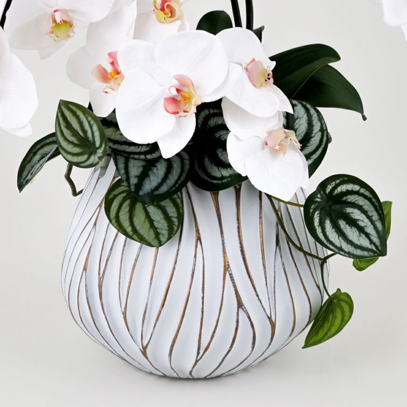 胡蝶蘭 アレンジメント [05A] BA