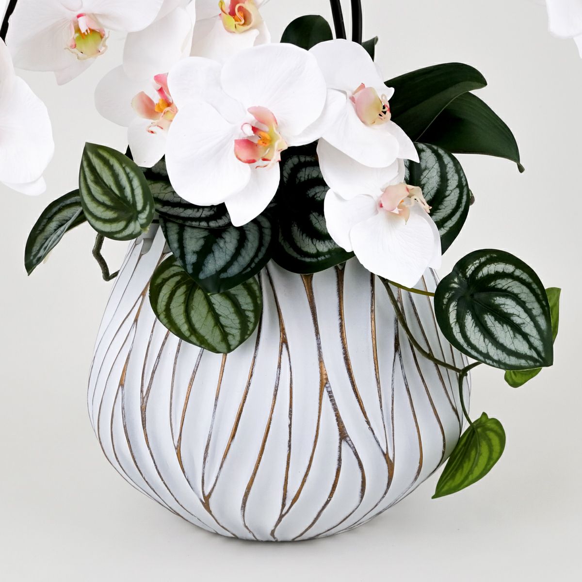 胡蝶蘭 アレンジメント [05A] BA