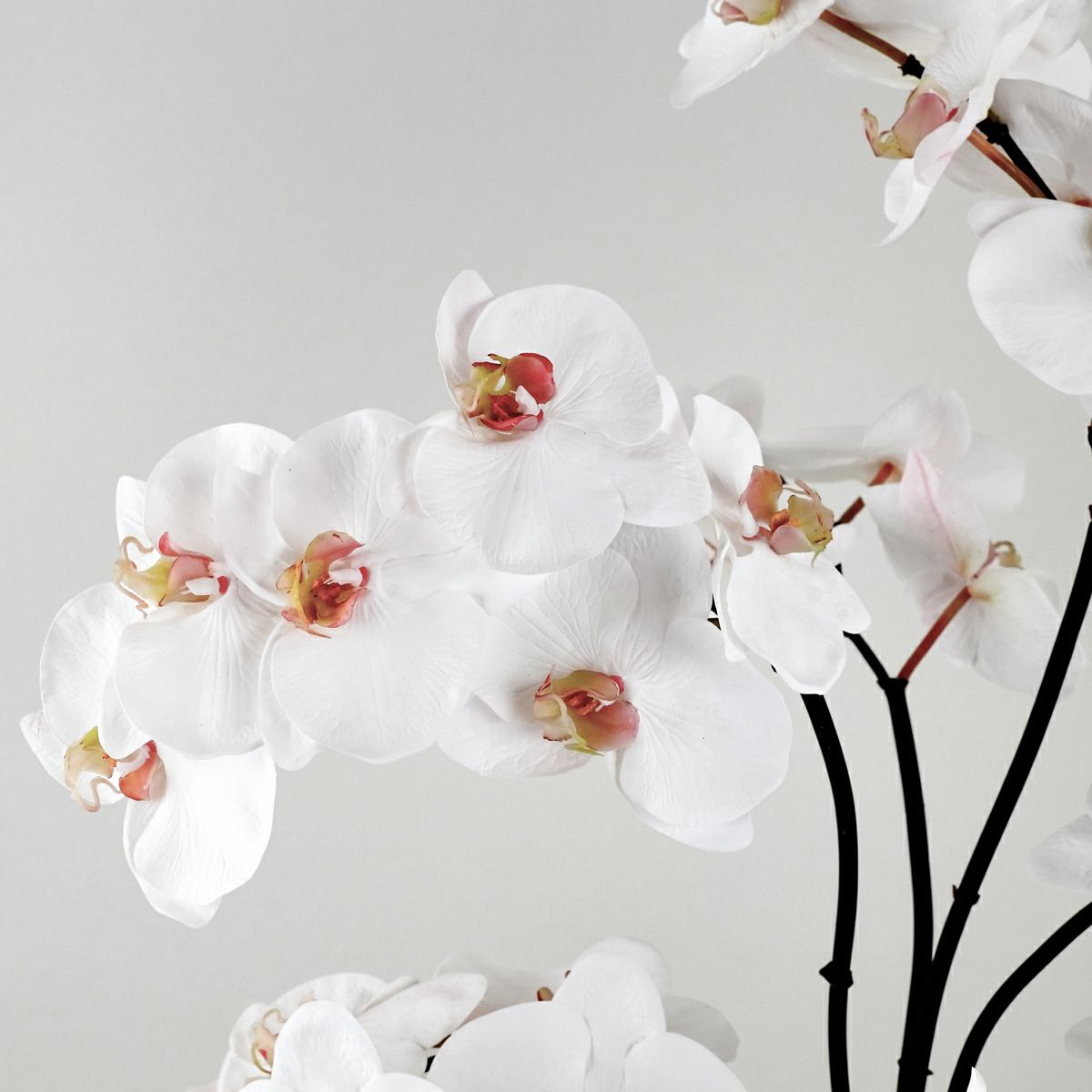 胡蝶蘭 アレンジメント [06A] BA