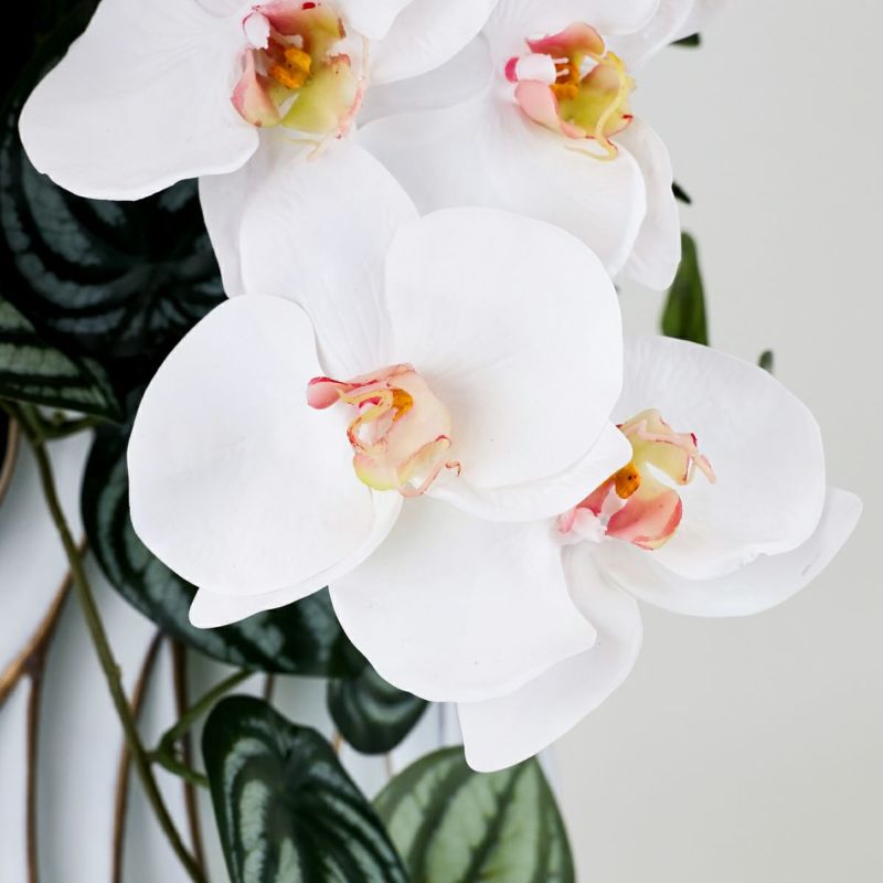 胡蝶蘭 アレンジメント [06A] BA