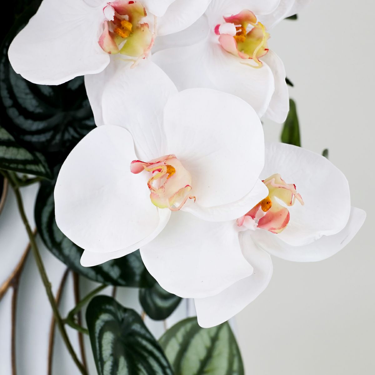 胡蝶蘭 アレンジメント [06A] BA