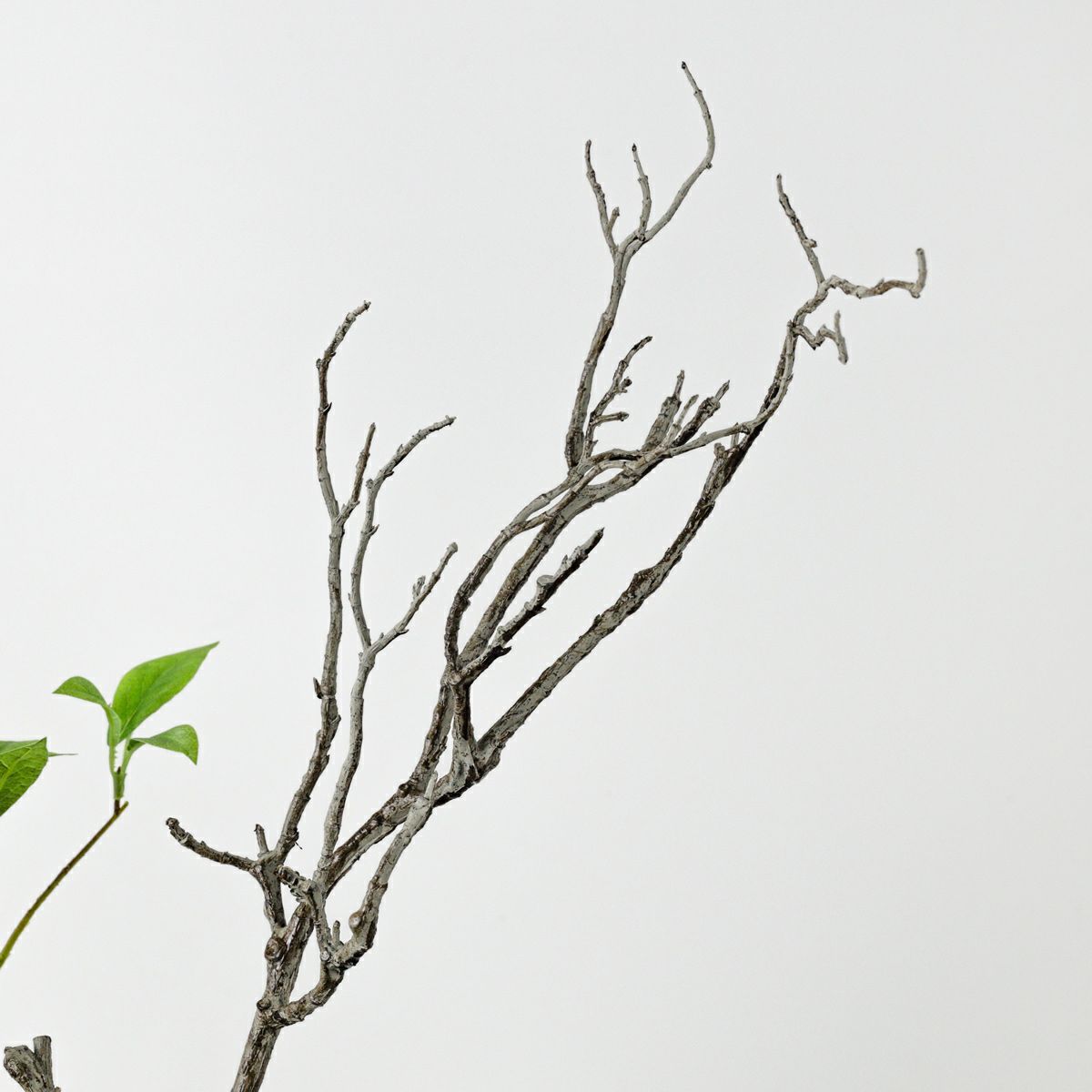 《信楽焼コレクション》カサブランカリリー アレンジメント [06]