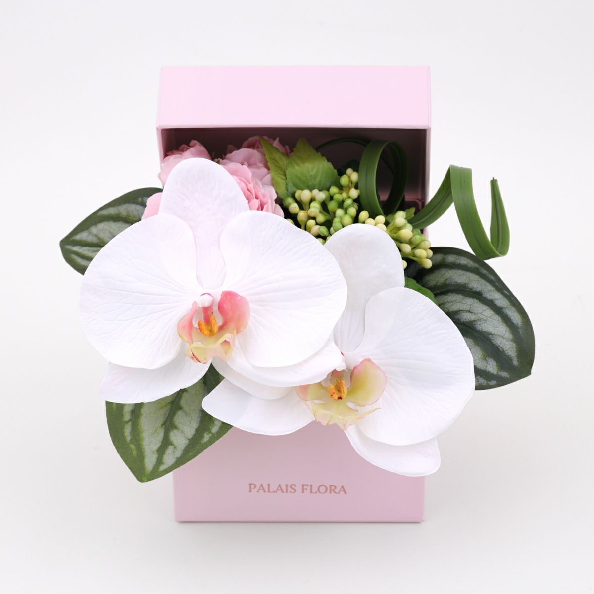 胡蝶蘭 ギフトBOX[01]