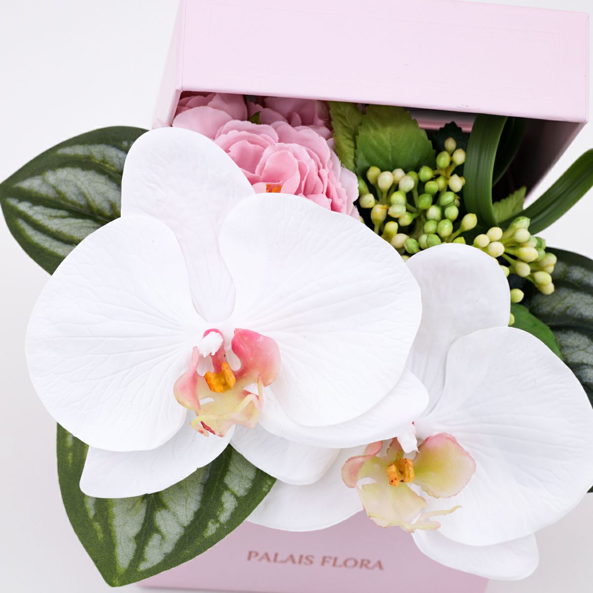 胡蝶蘭 ギフトBOX[01]