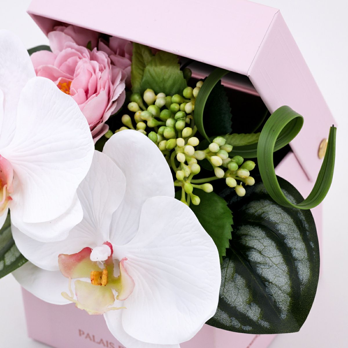 胡蝶蘭 ギフトBOX[01]