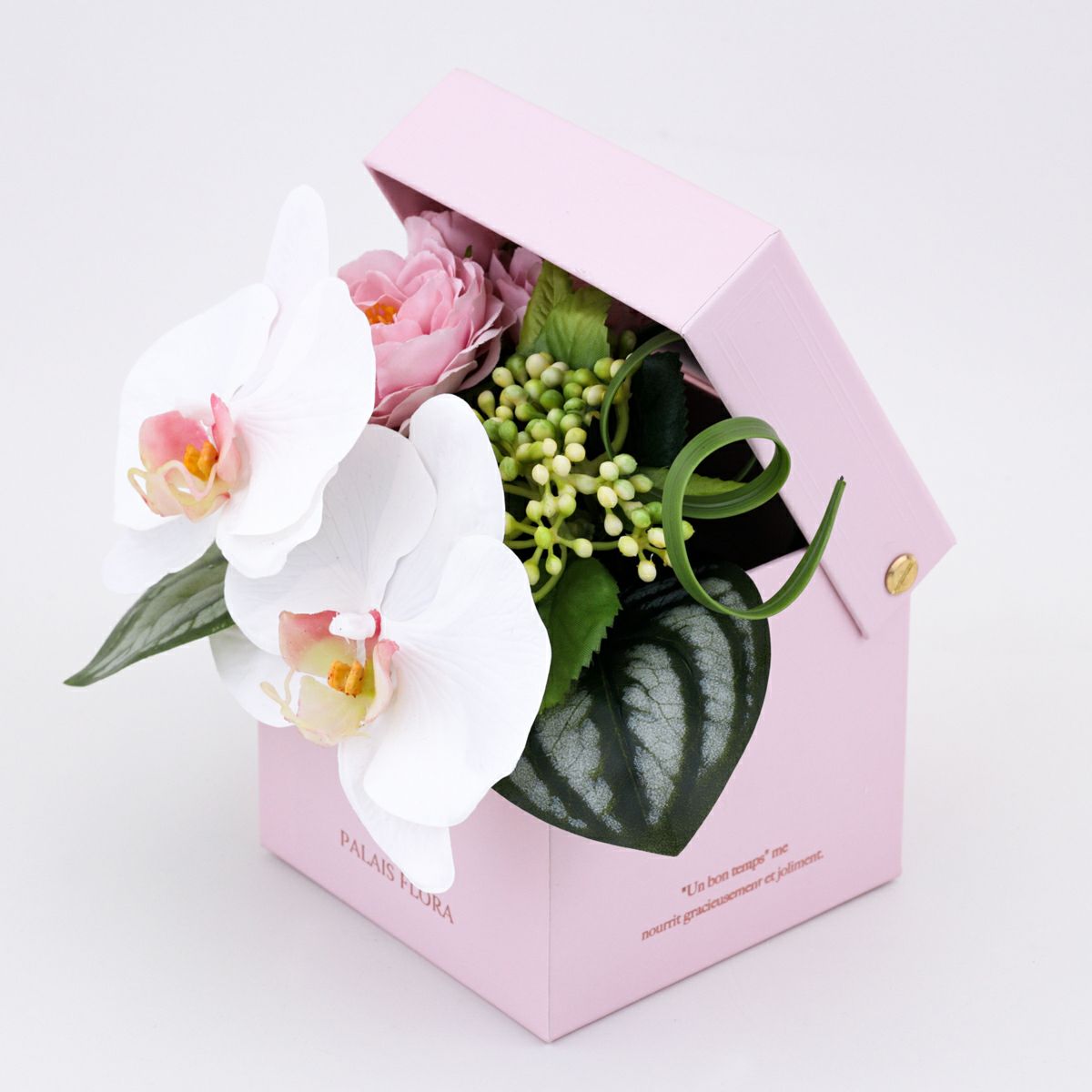 胡蝶蘭 ギフトBOX[01]