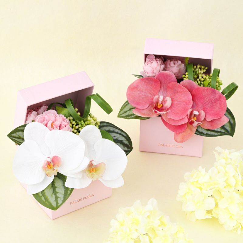 胡蝶蘭 ギフトBOX[01]