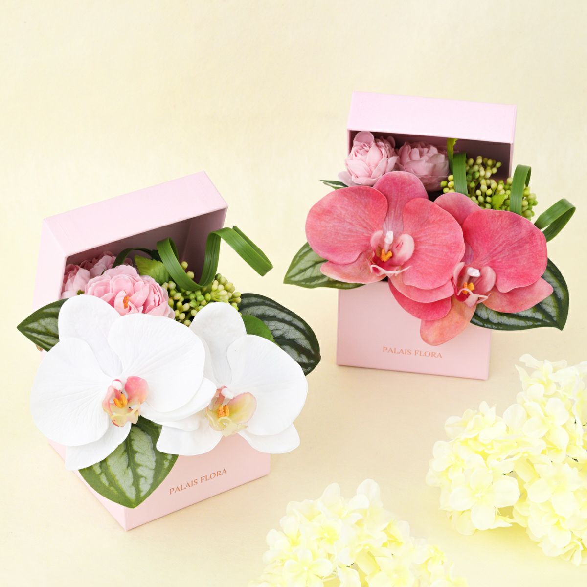 胡蝶蘭 ギフトBOX[01]