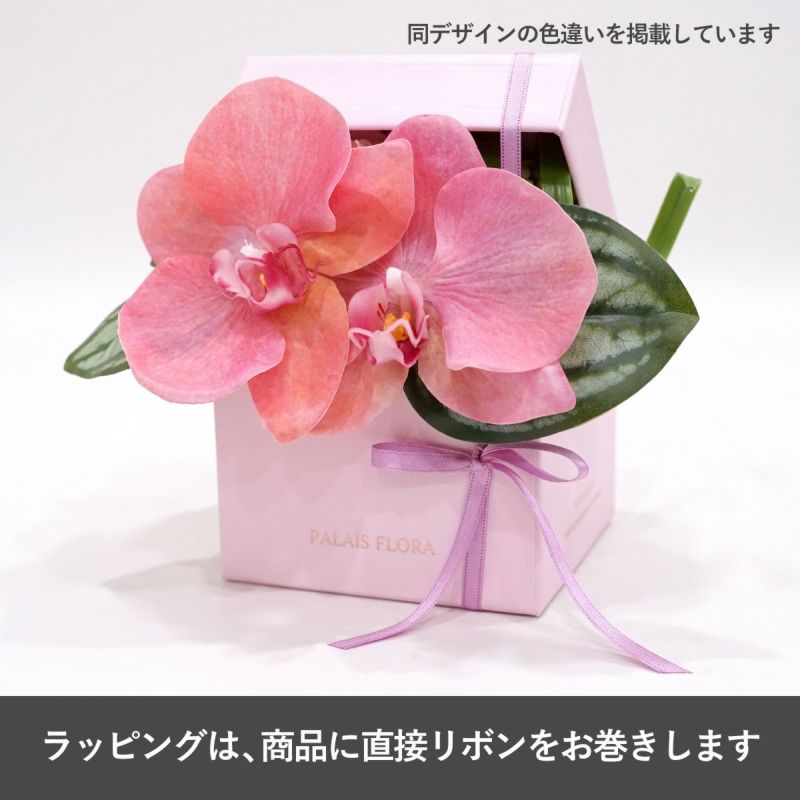 胡蝶蘭 ギフトBOX[01]