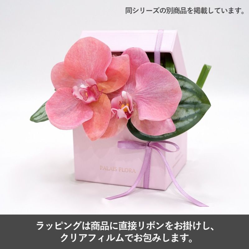 胡蝶蘭 ギフトBOX[01]