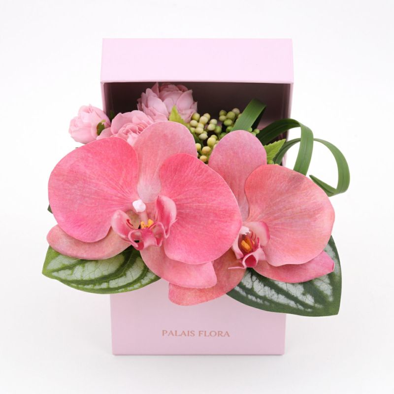 胡蝶蘭 ギフトBOX[02]