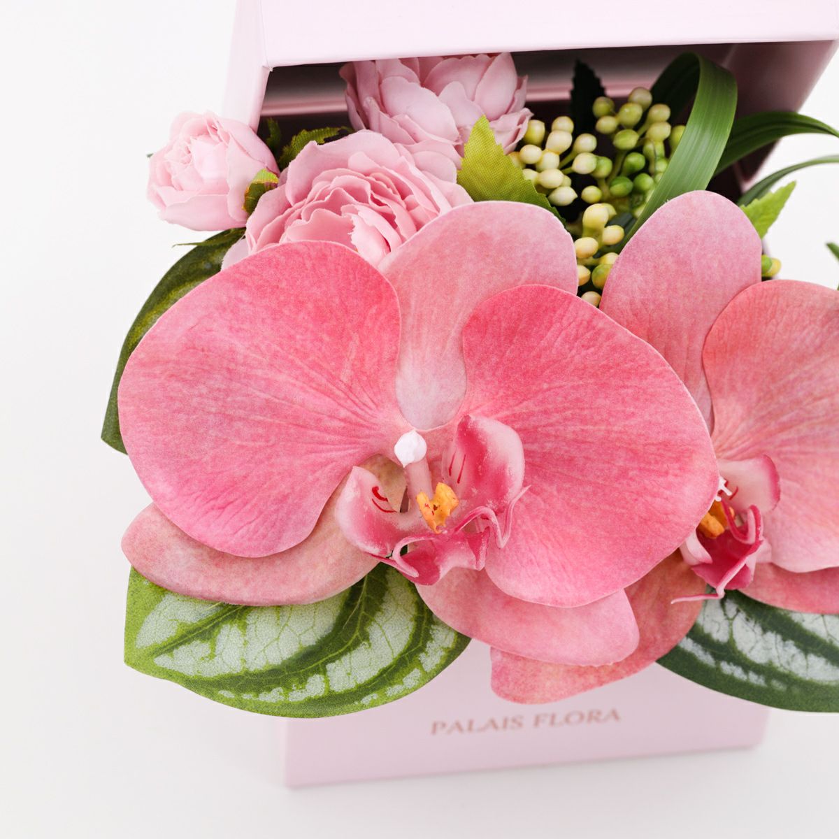 胡蝶蘭 ギフトBOX[02]