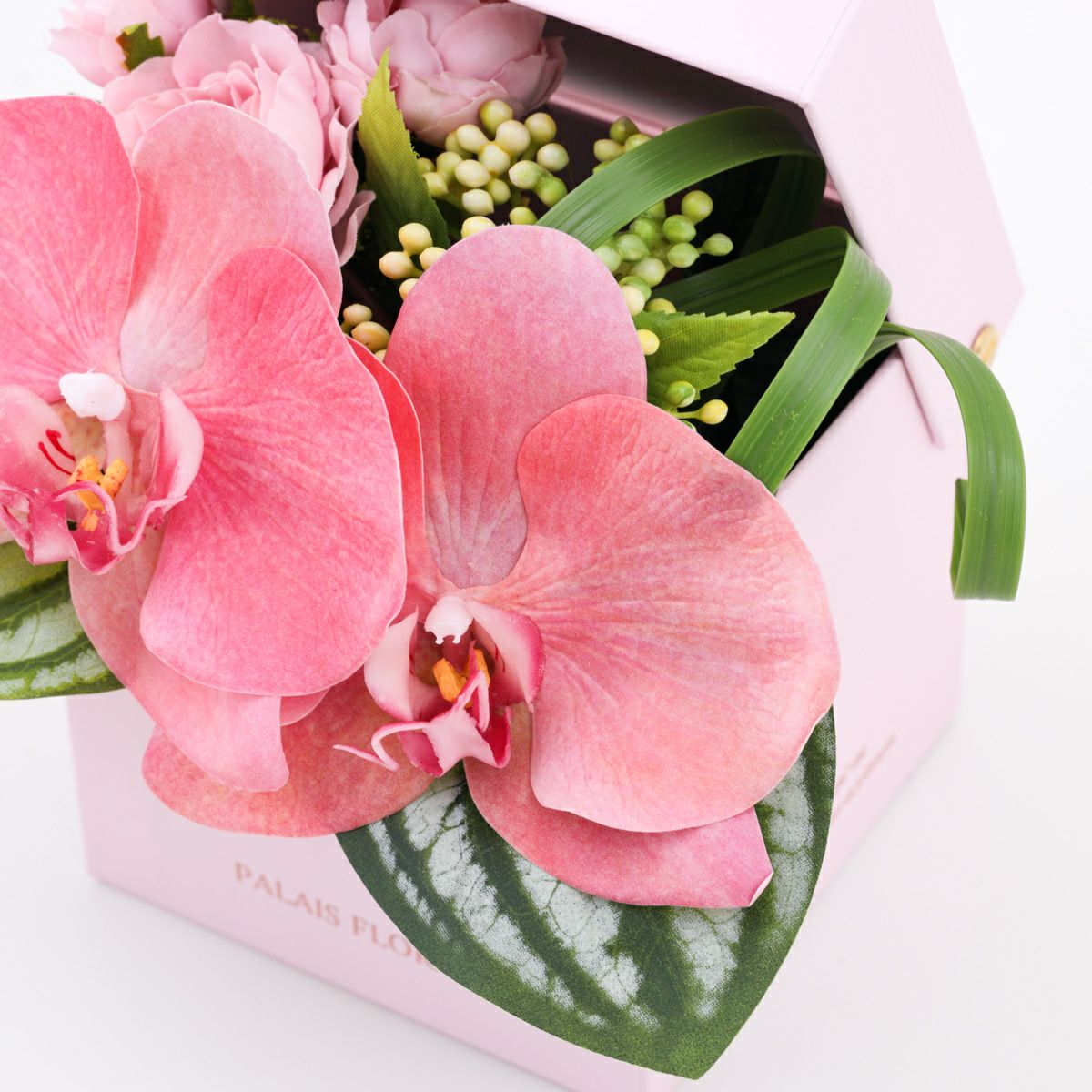 胡蝶蘭 ギフトBOX[02]