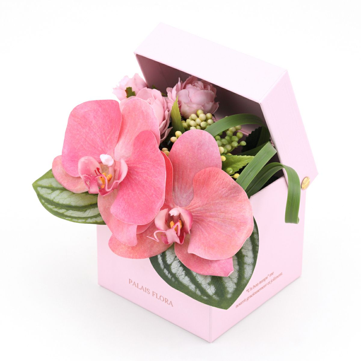 胡蝶蘭 ギフトBOX[02]