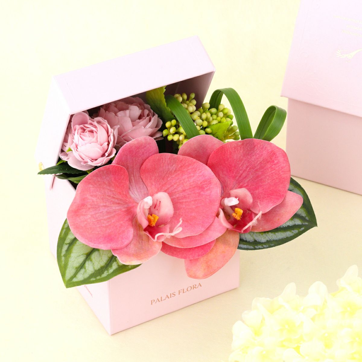 胡蝶蘭 ギフトBOX[02]