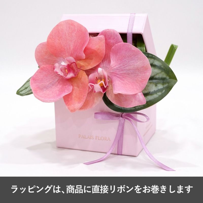 胡蝶蘭 ギフトBOX[02]